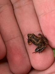 Eleutherodactylus planirostris