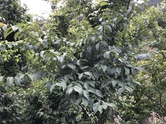Ulmus uyematsui