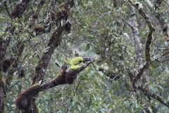 Myiodynastes hemichrysus