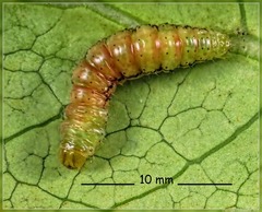 Orthoclydon praefectata