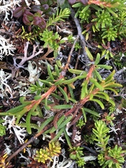 Rhododendron tomentosum