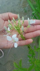 Cleome spinosa