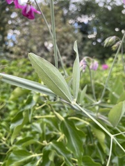 Lathyrus latifolius