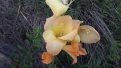 Gladiolus × hortulanus