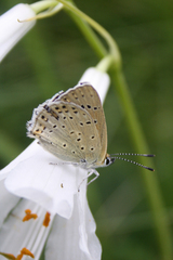 Lycaena tityrus subalpina