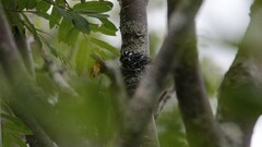 Mniotilta varia image