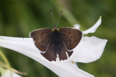Lycaena tityrus subalpina