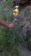 Gladiolus × hortulanus