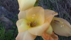 Gladiolus × hortulanus