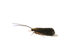 Polycentropus