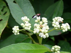 Hypselonotus interruptus