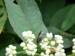 Hypselonotus interruptus