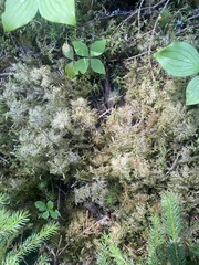 Hylocomium splendens image