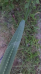 Gladiolus × hortulanus