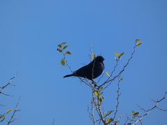 Molothrus rufoaxillaris