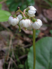 Pyrola media