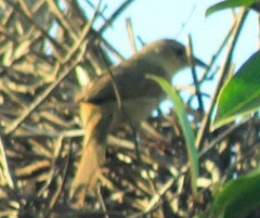 Phacellodomus rufifrons