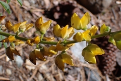 Lupinus croceus