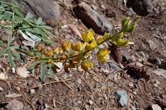 Lupinus croceus