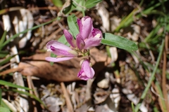 Rhinotropis californica
