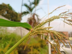 Sorghum halepense