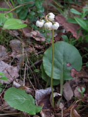 Pyrola media
