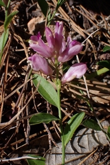 Rhinotropis californica