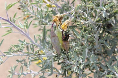 iNaturalist observation photo of Bladderpod