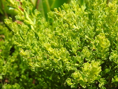 Baccharis pilularis pilularis