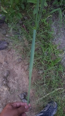 Gladiolus × hortulanus