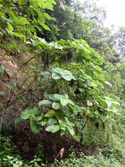 Myriocarpa stipitata