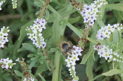 iNaturalist observation photo of alkali heliotrope