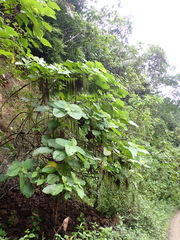 Myriocarpa stipitata