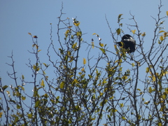 Molothrus rufoaxillaris