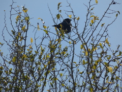Molothrus rufoaxillaris