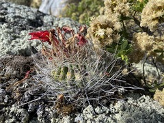 Matucana haynii