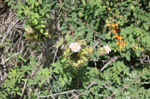 iNaturalist observation photo of California Wild Rose