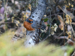 Poospiza rubecula