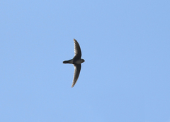 Aeronautes andecolus