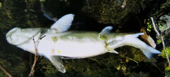 Catostomus snyderi