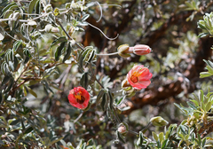 Passiflora trifoliata