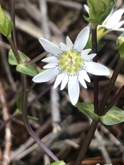 Gentiana douglasiana