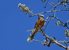 Ochthoeca oenanthoides