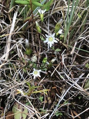 Gentiana douglasiana