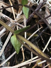 Gentiana douglasiana