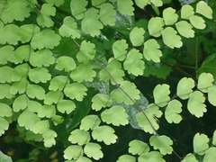 Adiantum subvolubile