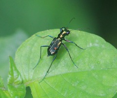 Cylindera versicolor