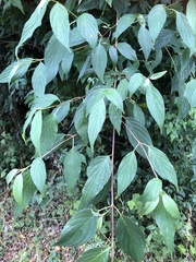 Cornus macrophylla