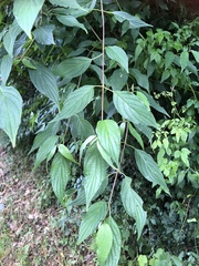 Cornus macrophylla