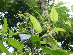 Schistocarpha eupatorioides